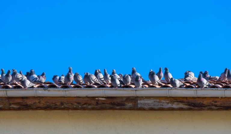 Dépigeonnage professionnel à Verdun-Ciel, protégez votre bâtiment