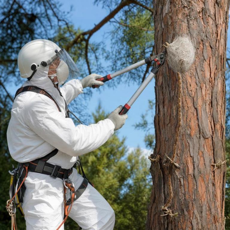 Nos conseils pour limiter les chenilles processionnaires à Ciel